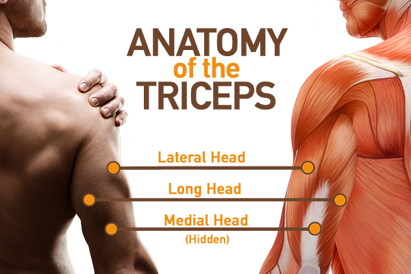 tricep muscles