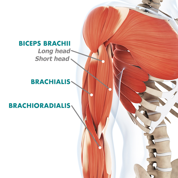 bicep diagram