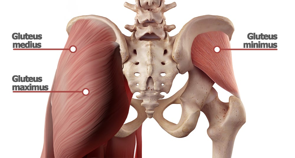 glute muscle anatomy | clamshell exercise