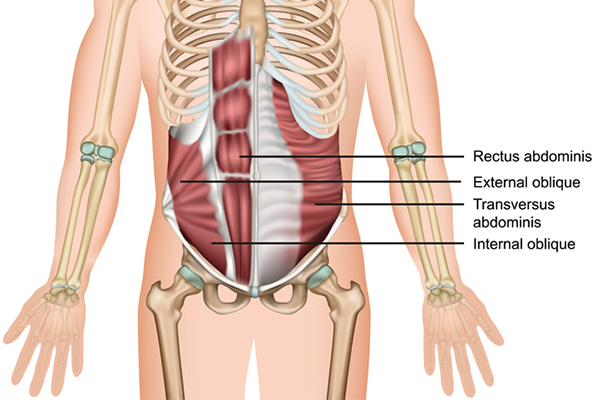 ab muscle anatomy | plank jack