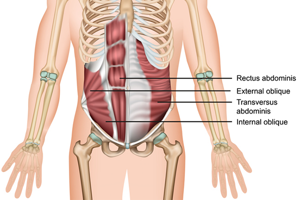 ab muscle anatomy | stability ball rollout