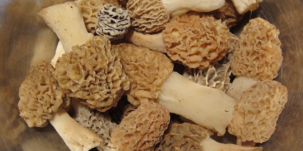 morel mushrooms | Foods High in Iron