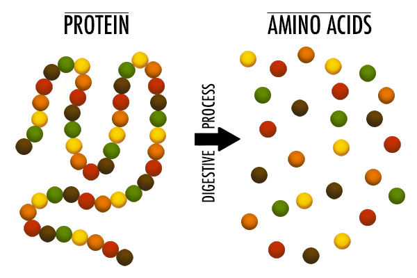 amino acids digestion illustration | what is protein