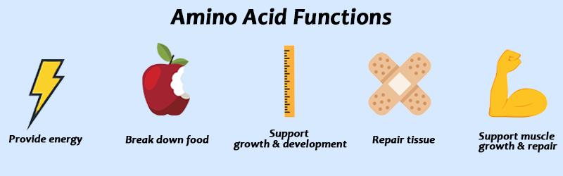 amino acid funtions | Amino Acids