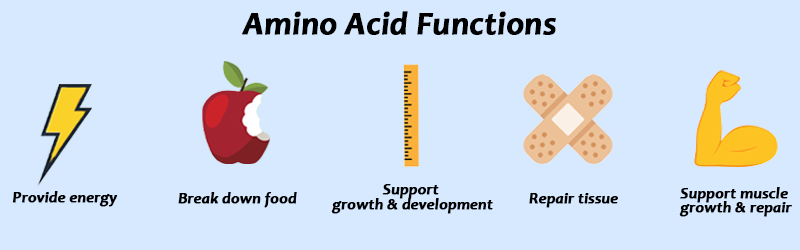 amino wounding funtions | Amino Acids