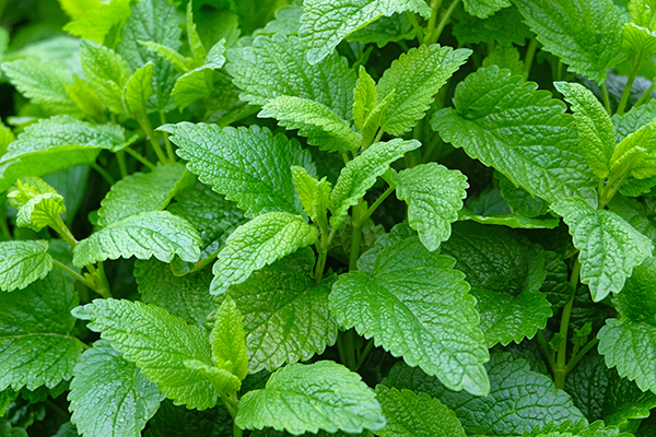 lemon balm nootropics