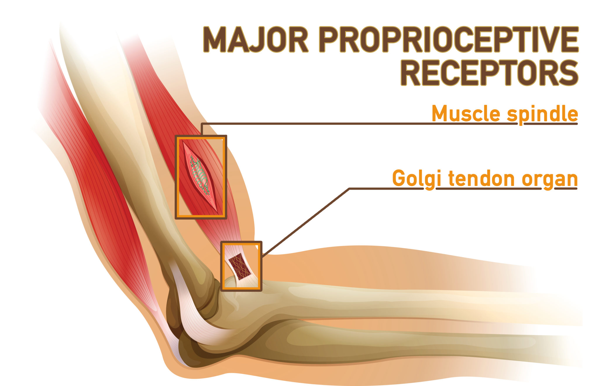 proprioception | receptors | muscle spindle | golgi tendon organ