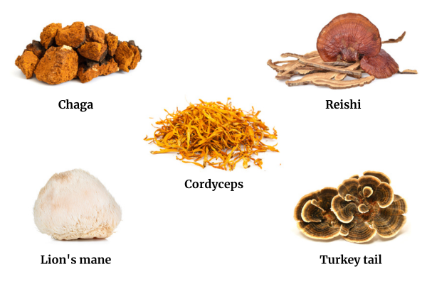 5 different types of mushrooms for tea | mushroom tea