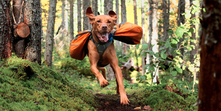 Want Your Dog To Hike With You? Try These 10 Must-Have Items | BODi