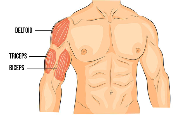 ARMS/BACK/SHOULDERS  Shoulder and arm workout, Back and shoulder