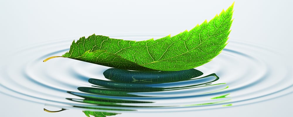 Leaf leaving ripples on water | Mindfulness Exercises