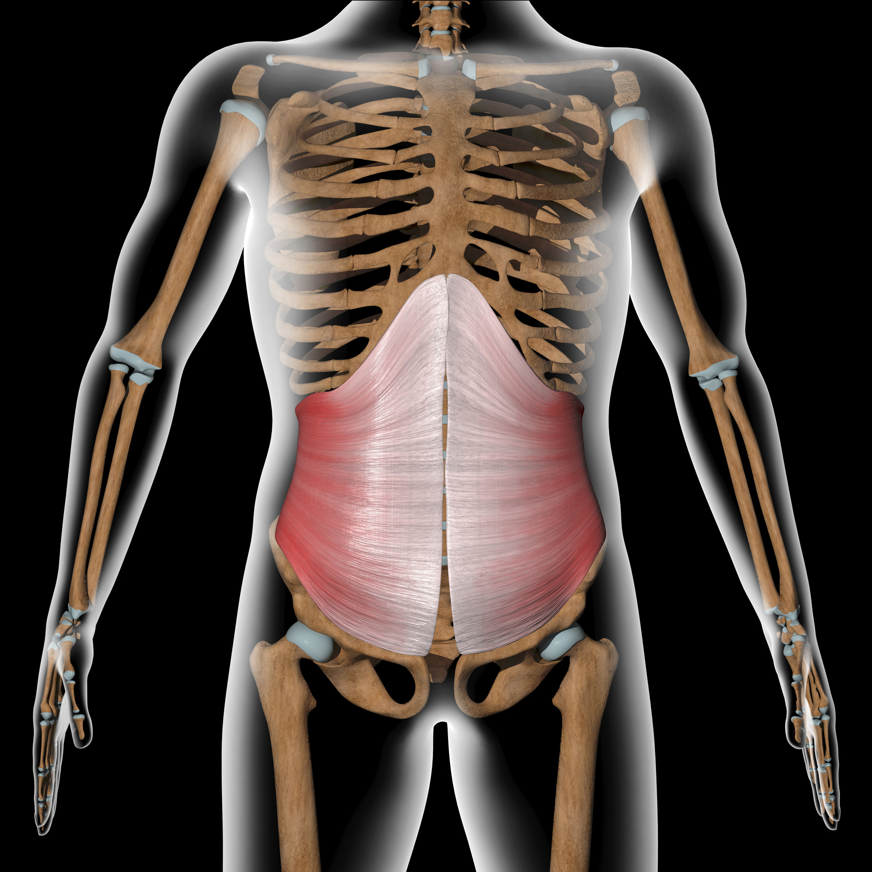Graphic of transverse abdominis | Hollow Body Hold