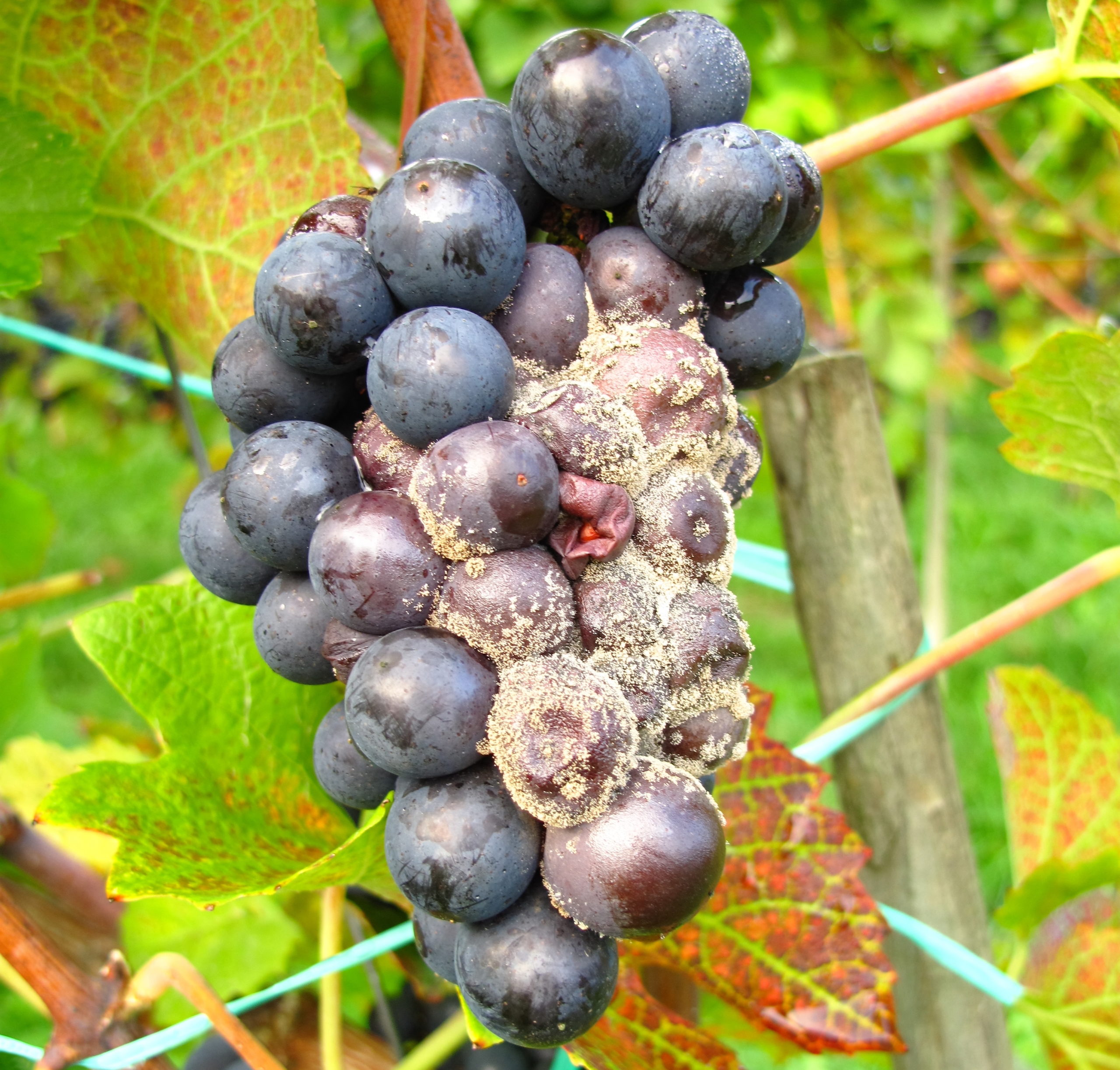 Moldy Grapes Botrytis | Moldy Food