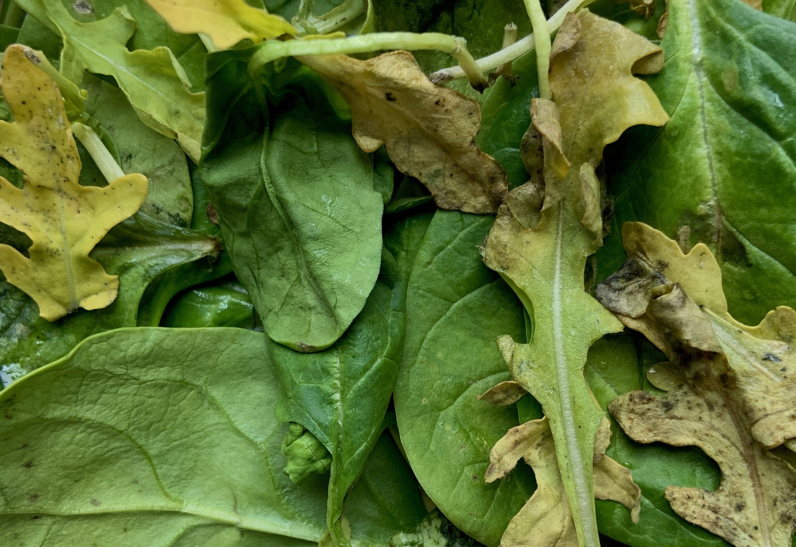 Moldy green leafy vegetables Cladosporium |  moldy food