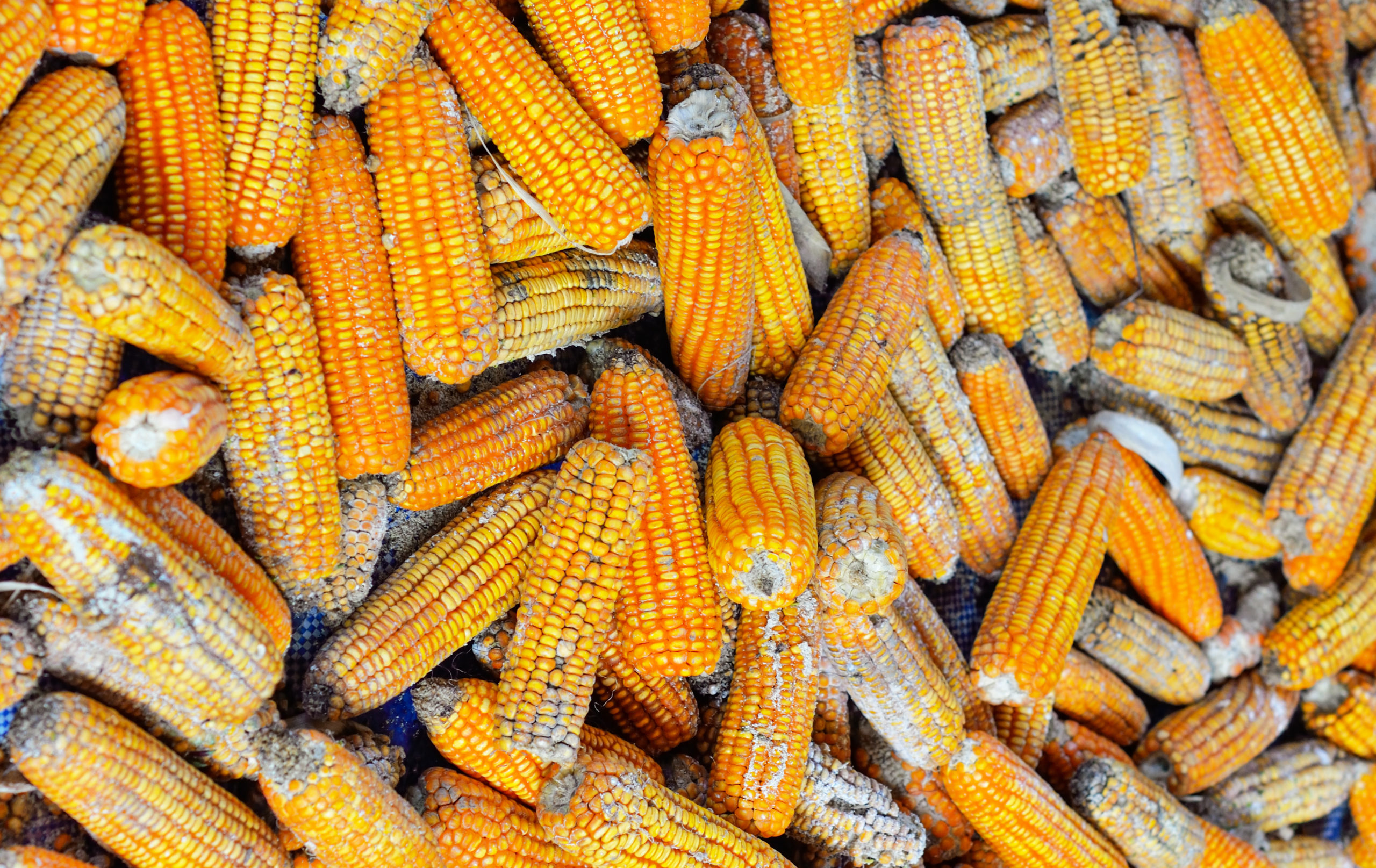 Moldy Ears of Corn Fusariam | Moldy Food