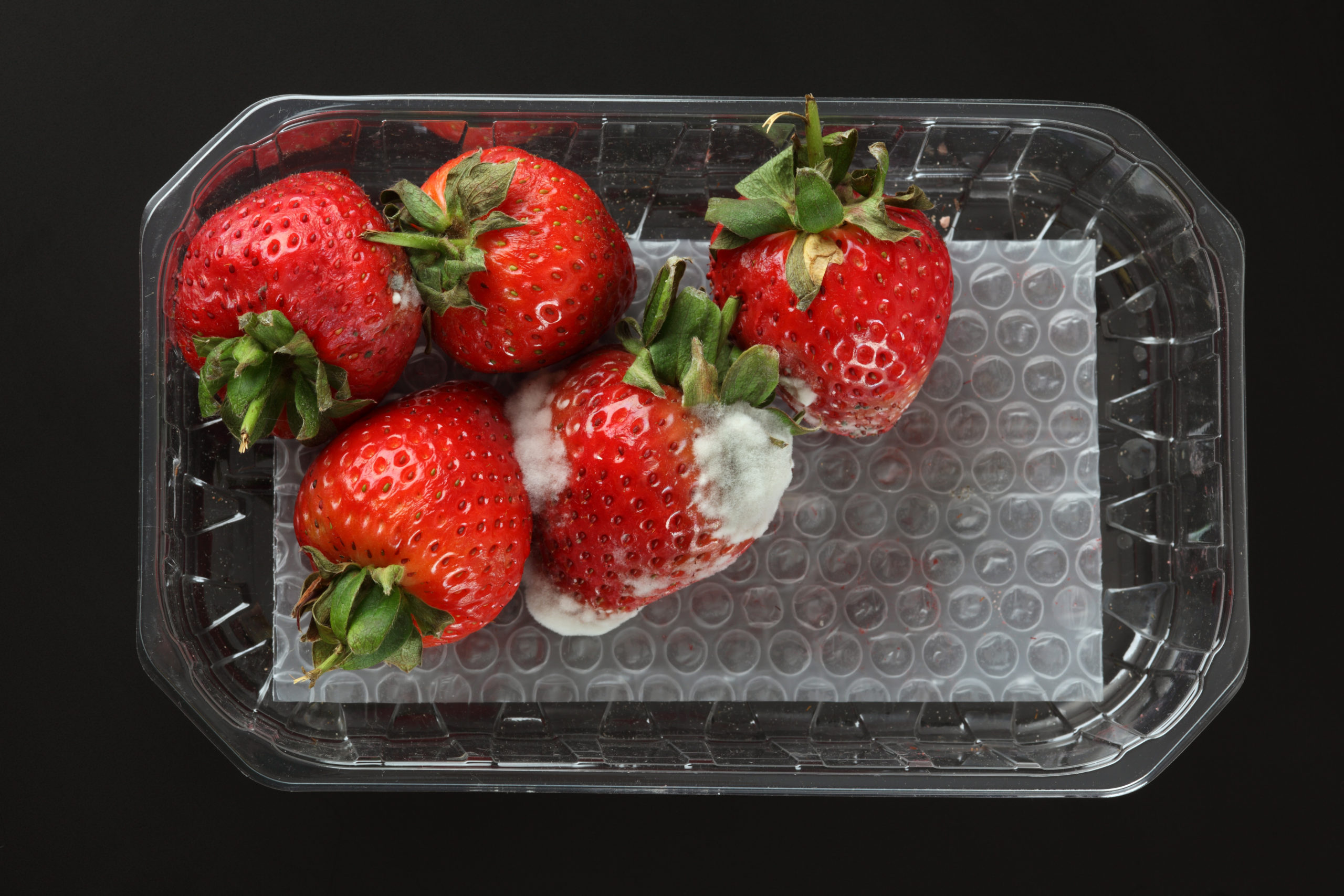 Moldy Strawberries Mucor | Moldy Food