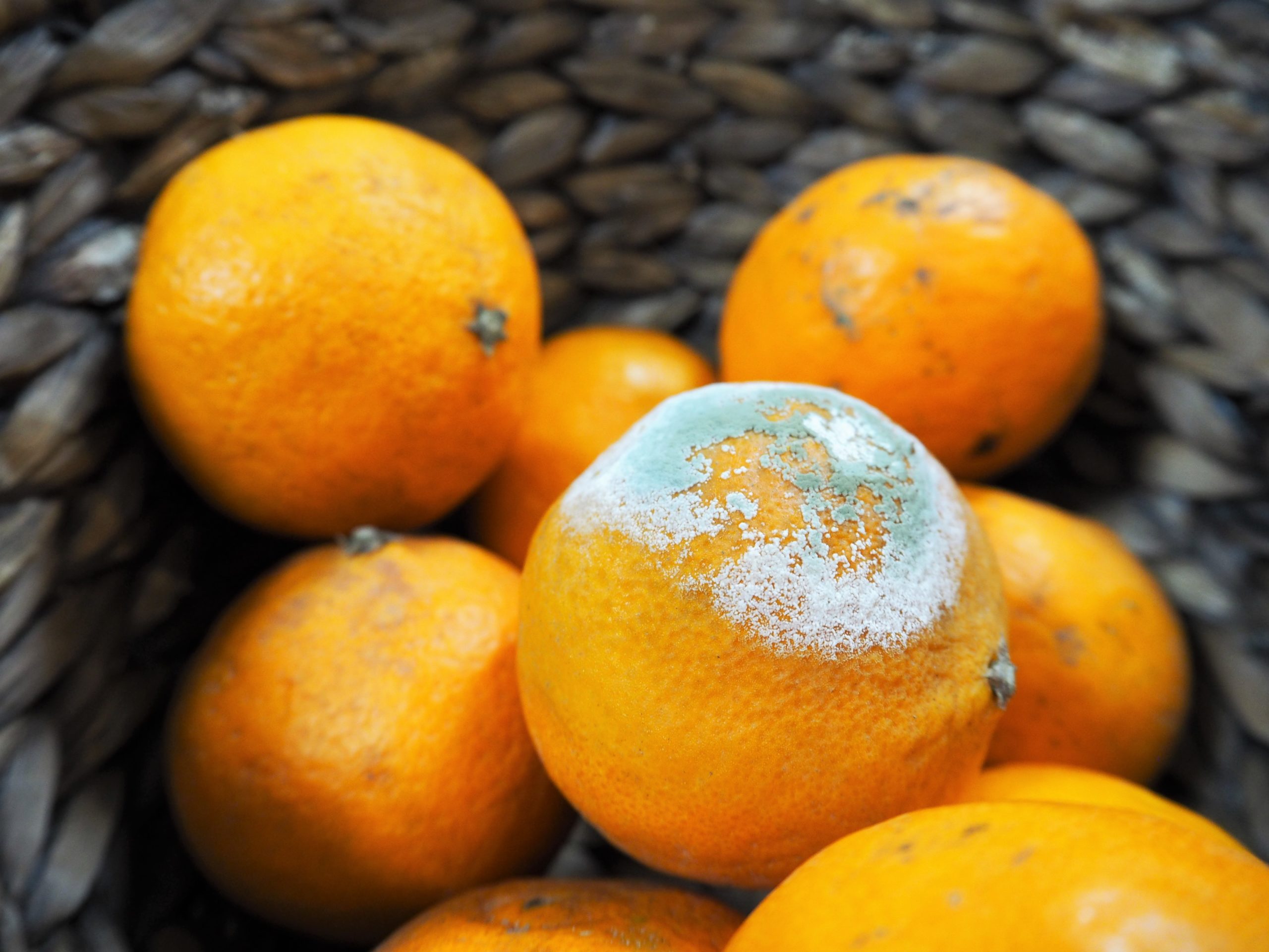 Moldy tangerine orange penicillium |  moldy food