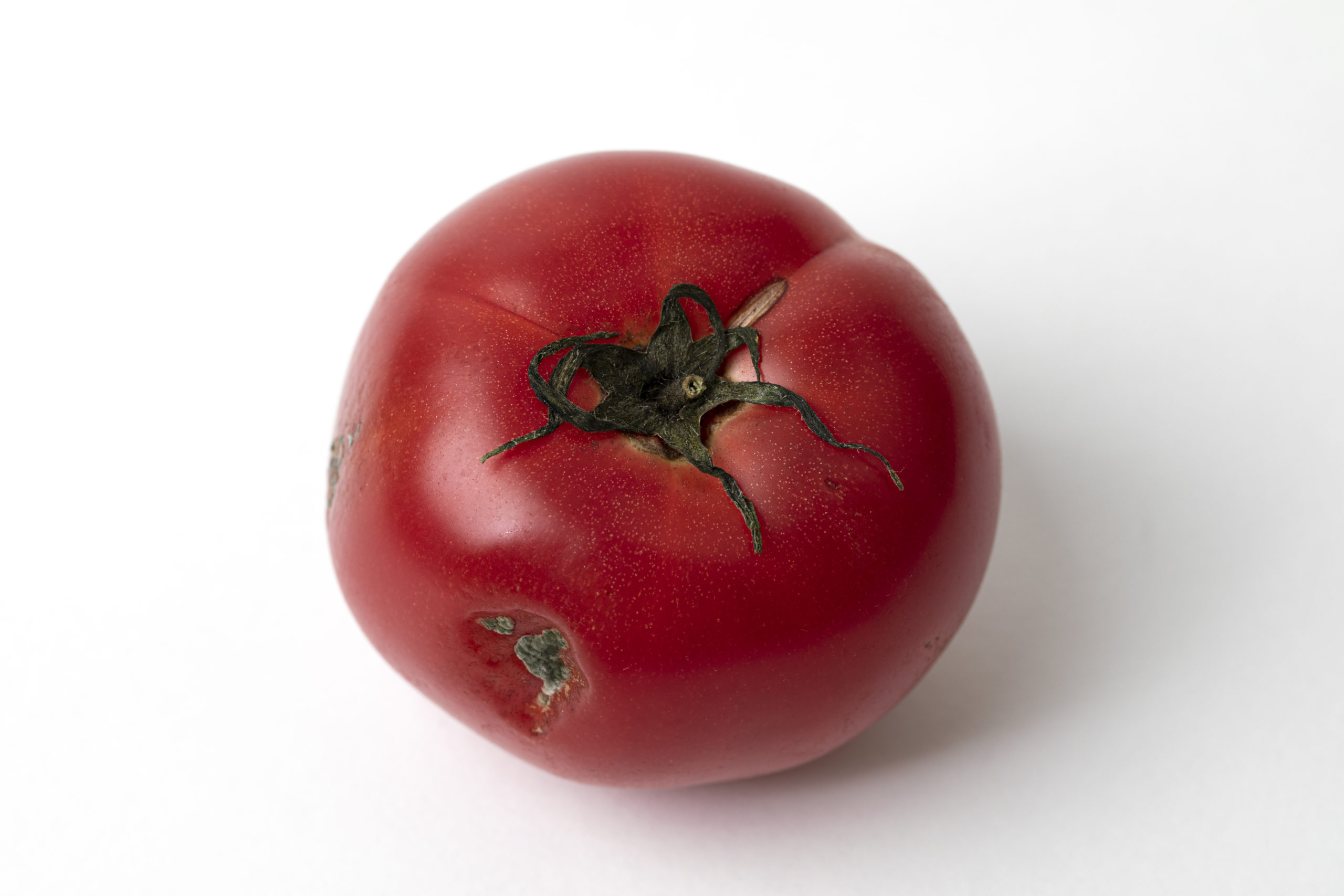 Moldy Tomato | Moldy Food