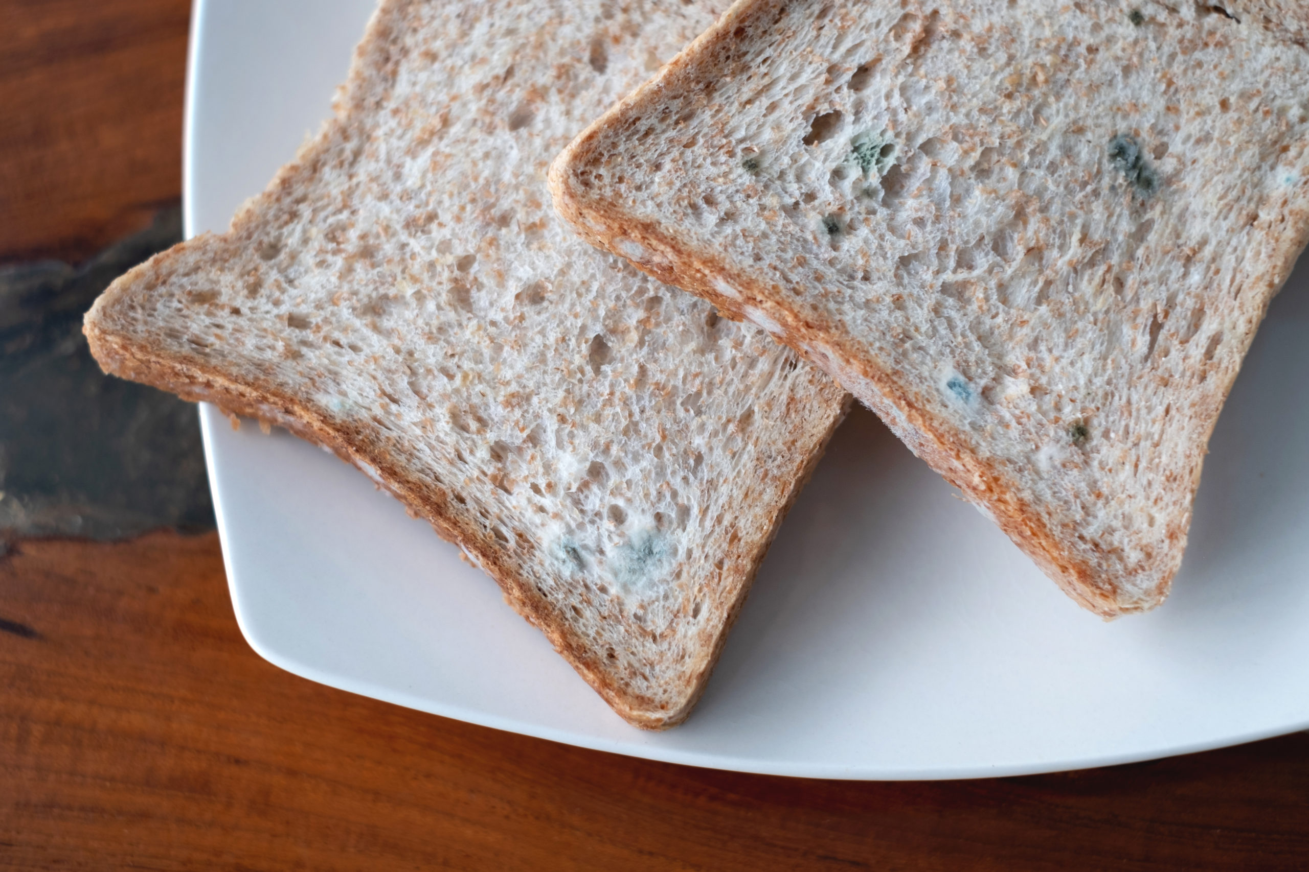 Moldy Slices of Bread Rhizopus | Moldy Food