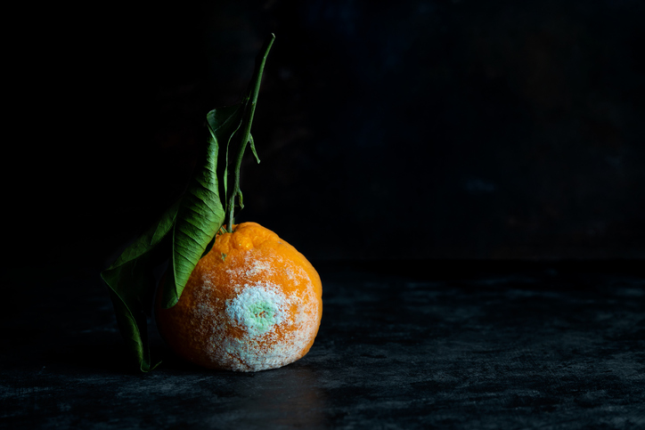 moldy tangerine | moldy food