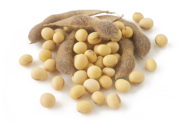 Isolated image of soybeans | Pea Protein vs. Soy Protein