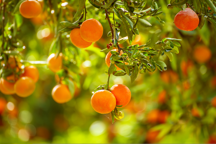 Outdoor shot of clementines on a tree |  Low carb fruits