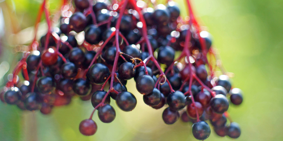 Elderberry: Uses, Benefits and Side Effects