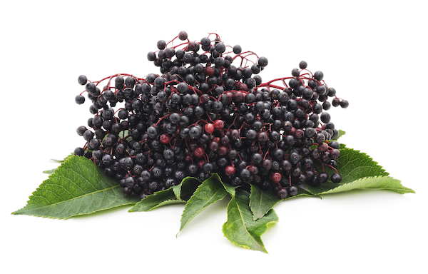 Isolated Image of Cluster of Elderberries | What is Elderberry