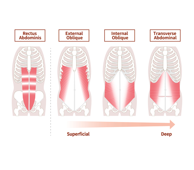 Diagram of Abdominal Muscles | Squat Jacks