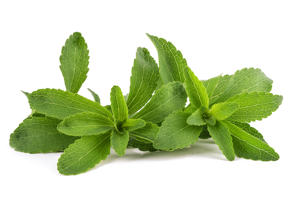 Isoliertes Bild der Stevia-Pflanze | Mönchsfrucht gegen Stevia