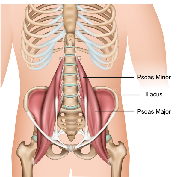 Anatomical Diagram of Psoas Muscles | Stability Ball Knee Tucks