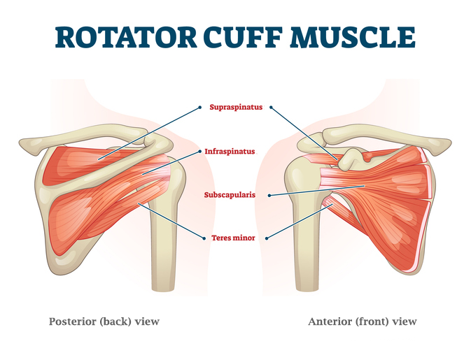 rotator cuff muscles | rotator cuff exercises