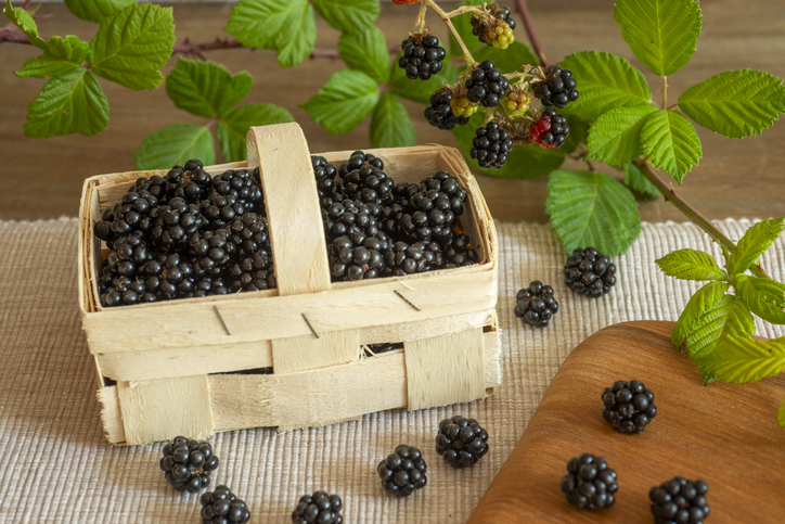 Basket of Blackberries | Healthiest Fruits