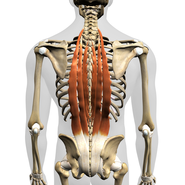 spinal erector muscles | Romanian Deadlift