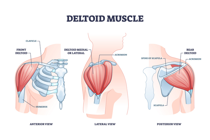 Deltoid Muscle Diagram | Cable Rear Delt Fly