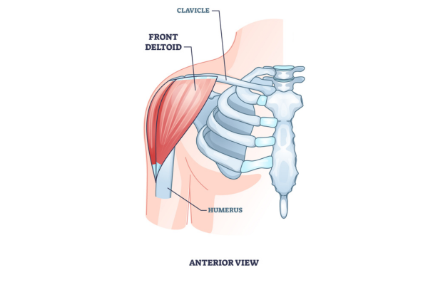 Front View of Anterior Deltoid | Side Delt Exercises