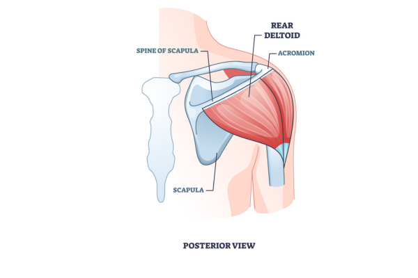 Rear View of Posterior Deltoid | Side Delt Exercises