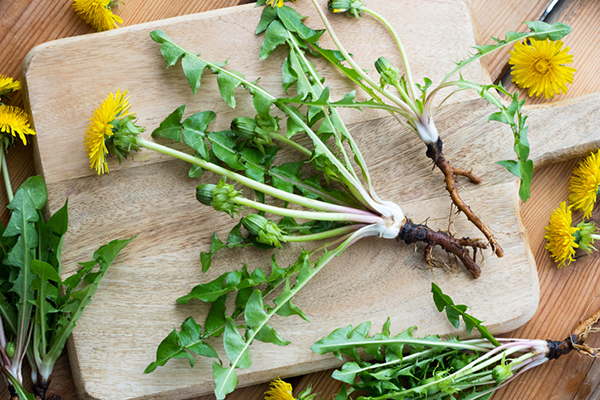 Picked Dandelion | How to Lose Water Weight