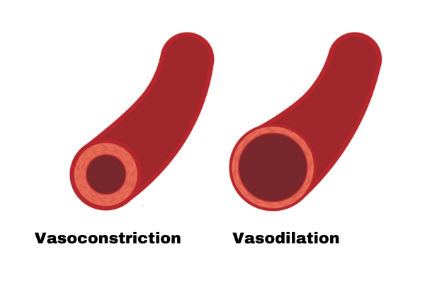 Constricted and dilated blood vessels Contrast bath